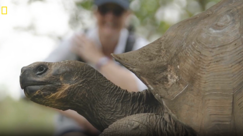 What do you do when a student insists that giant tortoises aren’t real?